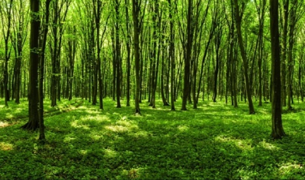 Cairn Oil & Gas advances on net-zero carbon emission targets, signs MoUs with three state governments for mass plantation